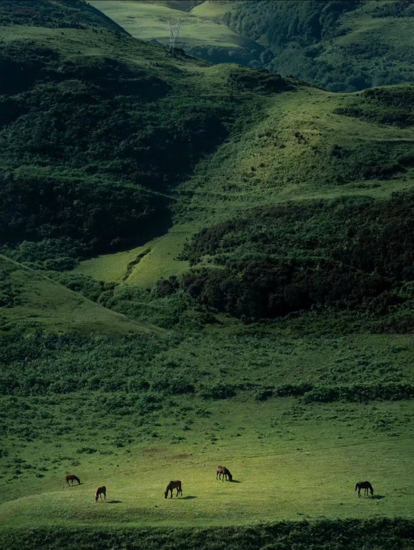 Wumeng Mountain Grassland